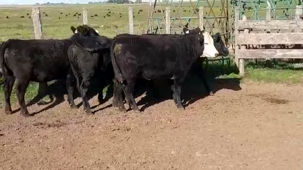 Lote (Vendido)6 Vaquillonas/Vacas Gordas a remate en REMATE ESPECIAL DE TERNEROS 430kg -  en LA CONCORDIA