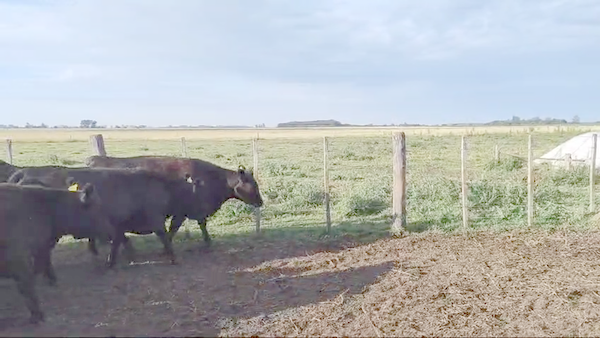 Lote 58 Vacas nuevas C/Gtia de PÑ en Gral. Belgrano