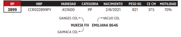 Lote LOTE 11