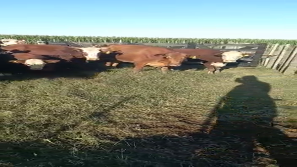 Lote 23 Vacas y 23 Crías Braford, en Las Varillas, Córdoba