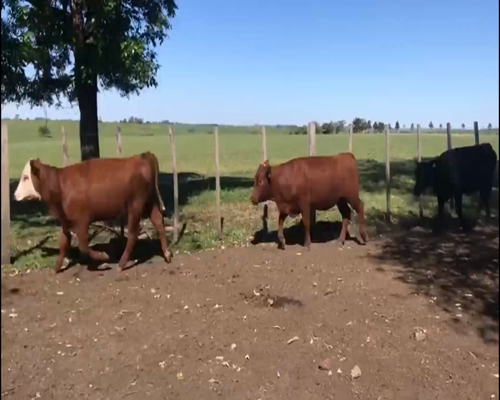 Lote 27 Vaquillonas en Paysandú