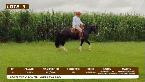 Lote LOTE 9- BOZAL