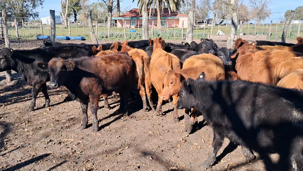 Lote 37 Terneros/as