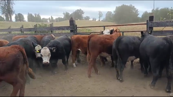 Lote 50 Novillo Engorda en Osorno, X Región Los Lagos