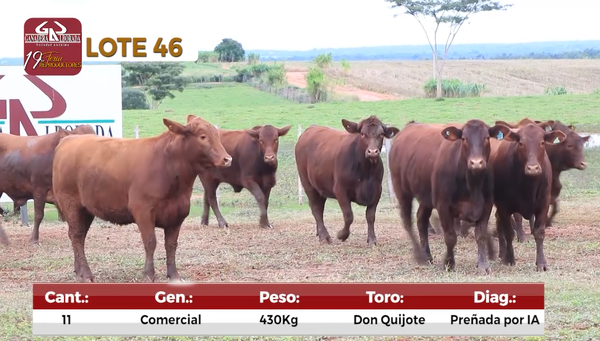 Lote Reproductores de Alborada - Lote 46