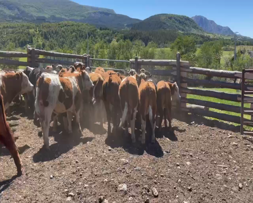 Lote 50 Novillo Engorda en Coyhaique, XI Región Aysén