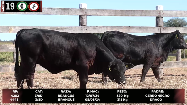 Lote LOTE 19