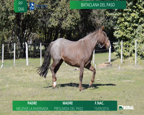 Lote Bataclana del Paso
