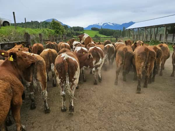 Lote 60 Ternero en Futrono, XIV Región Los Ríos