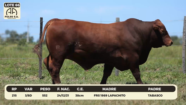 Lote LOTE 66