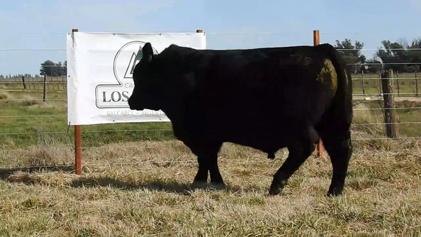 Lote TORO ANGUS