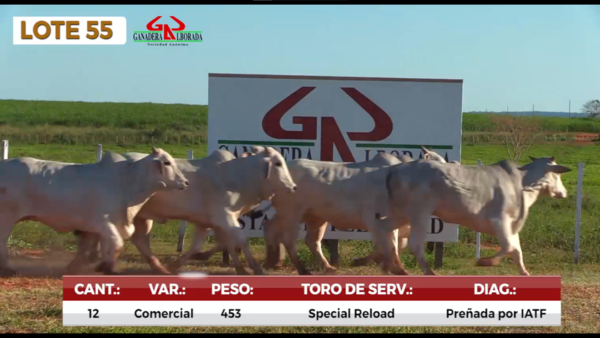 Lote LOTE 55