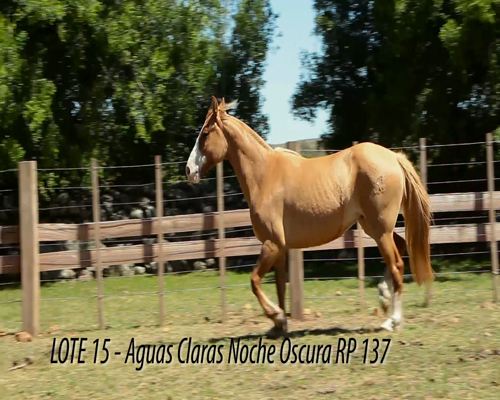 Lote AGUAS CLARAS NOCHE OSCURA