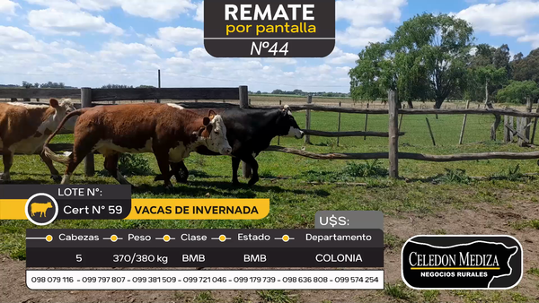 Lote 5 Vaca en Tarariras, Colonia