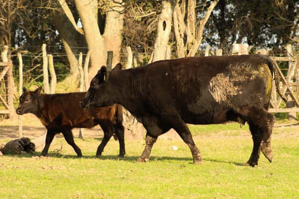 Lote CABAÑA COEMBOTÁ: RP 620