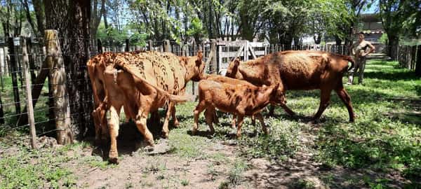 Lote 6 Vacas Paridas en Gral. Lamadrid, Buenos Aires