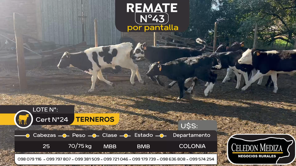 Lote 25 Terneros en Colonia