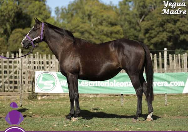 Lote FORTY BB