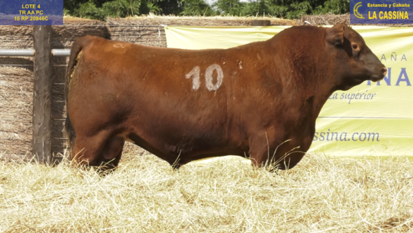 Lote TOROS ANGUS PURO CONTROLADO