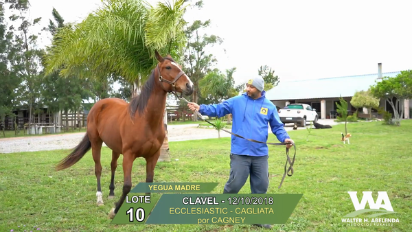 Lote CLAVEL
