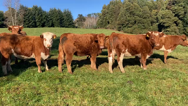 Lote 25 Vaquilla Engorda en Purranque, X Región Los Lagos