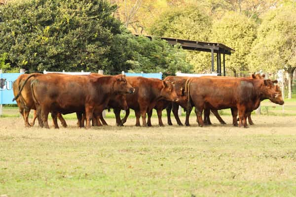 Lote CABAÑA COEMBOTÁ: 11 VACAS PC PREÑADAS