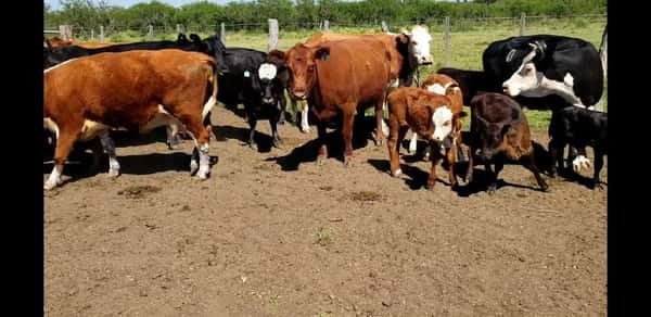 Lote 26 Vacas CUT con cría en Villaguay, Entre Ríos