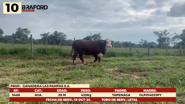 Lote LOTE 10