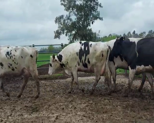 Lote Lote 23