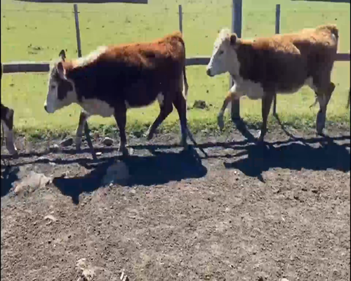 Lote 30 Vaquillonas en Paysandú