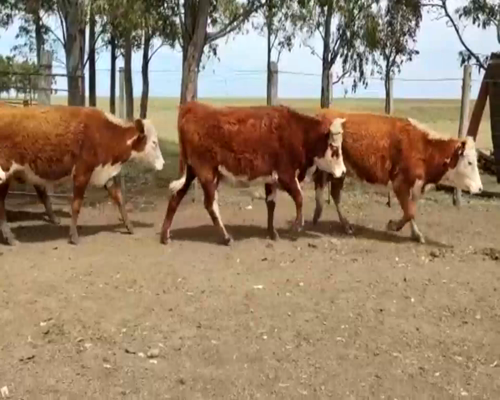 Lote 47 Vaquillonas preñadas en Salto