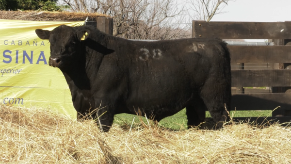 Lote TOROS ANGUS PURO CONTROLADO