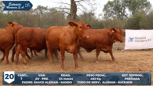 Lote LOTE 20