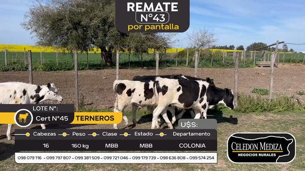 Lote 16 Terneros en Estanzuela, Colonia