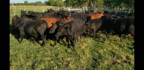 Lote 47 Novillitos en Entre Ríos, Villaguay