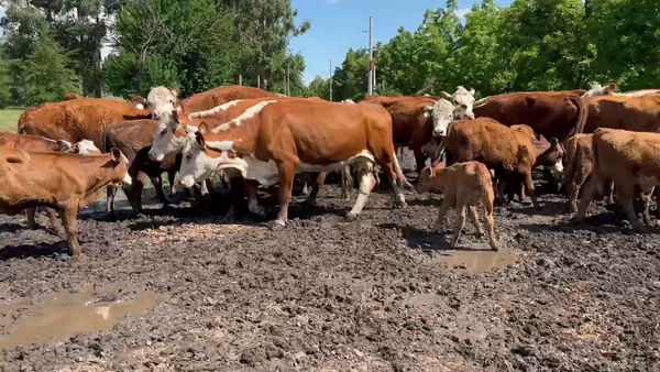 Lote 16 Vacas nuevas C/ cria en San José, Entre Ríos