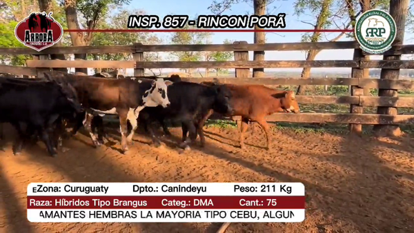 Lote 5 Novillos en Asunción, Asunción