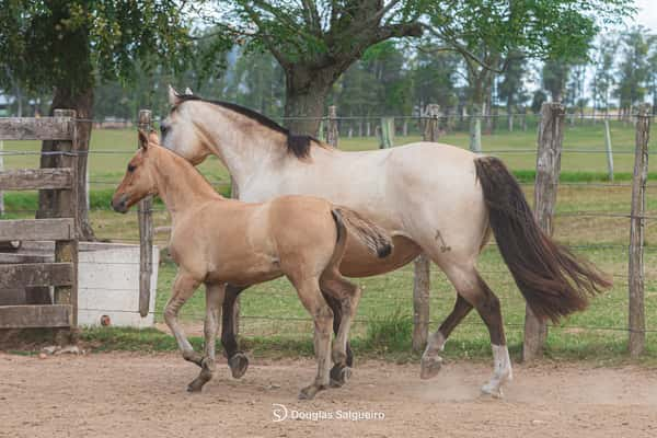 Lote JOYA DE LA COLINA