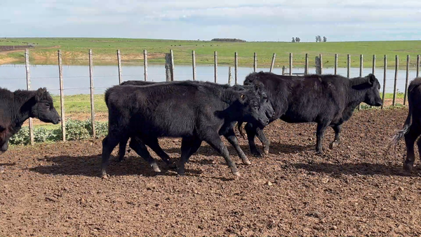 Lote 129 Vaquillonas preñadas en Reboledo, Florida