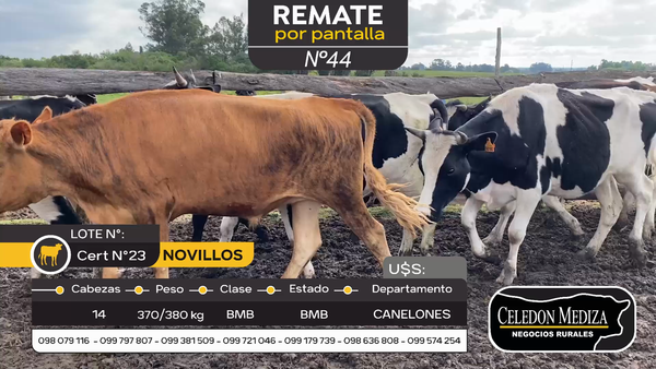 Lote 14 Novillos en Canelones