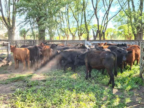 Lote 36 Novillitos en Gral. Lamadrid, Buenos Aires