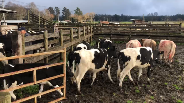 Lote 65 Ternera en Cunco, IX Región Araucanía