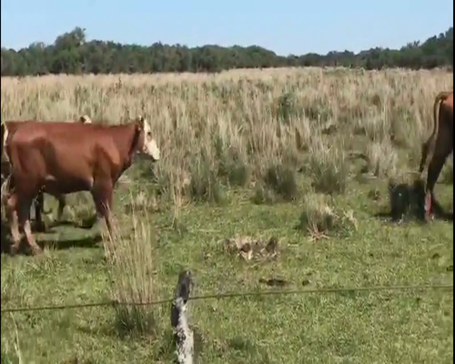 Lote 45 Novillitos en Mercedes, Corrientes