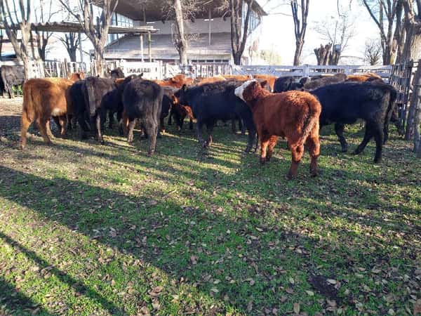 Lote 41 Terneras de 140Kg en Gral. Lamadrid, Buenos Aires