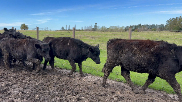 Lote 30 Vaquillonas preñadas en Sauce, Canelones