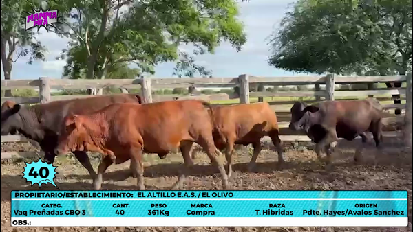 Lote LOTE 40