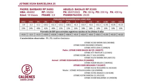 Lote TERNERAS PURAS DE PEDIGREE