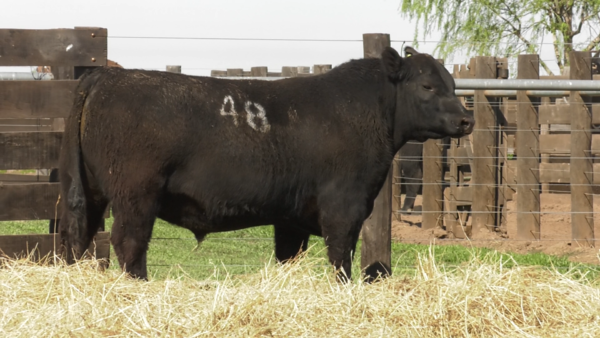 Lote TOROS ANGUS PURO CONTROLADO