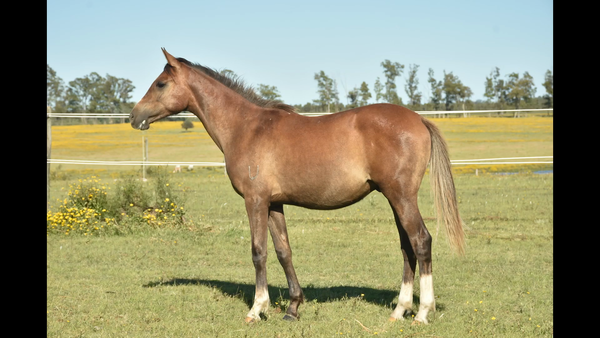 Lote ER KERAMON