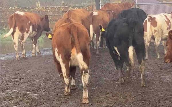 Lote 29 Vaquilla Engorda en Purranque,  X Región Los Lagos